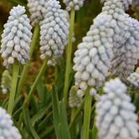 Muscari armeniacum 'Valerie Finnis' Photo: J. Aman
